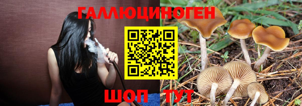 Псилоцибиновые грибы мицелий  Вход с VPN  Ангарск  Галлюциногенные грибы GOLDEN TEACHER 